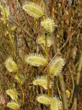 Salix phylicifolia. Мужские (тычиночные) соцветия. Окр. Санкт-Петербурга, Песочное. 3 мая 2004 г.