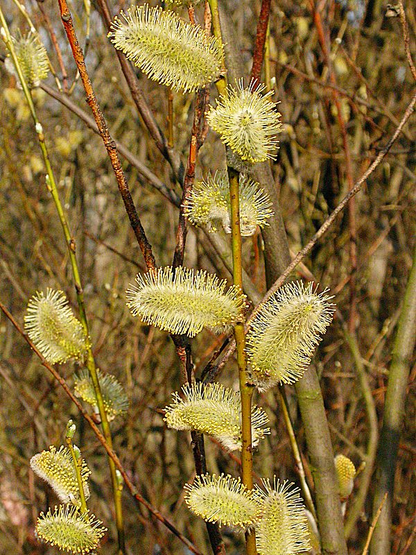 Image of Salix phylicifolia specimen.