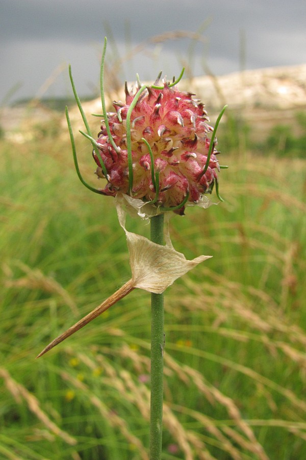 Image of Allium vineale specimen.