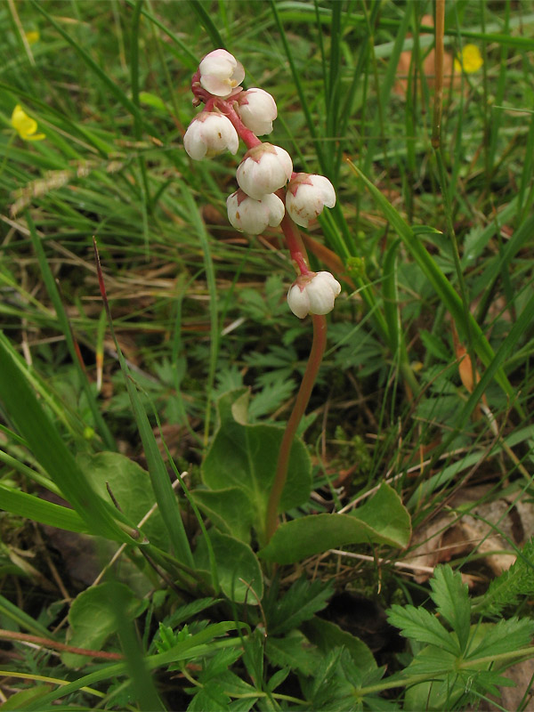 Image of Pyrola minor specimen.