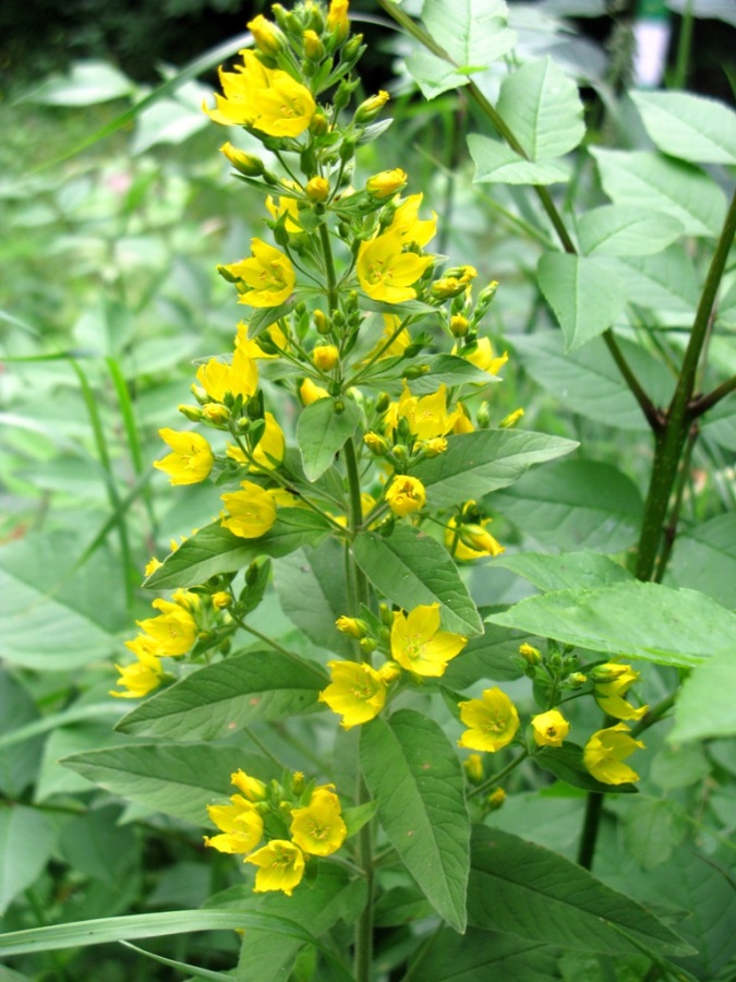 Изображение особи Lysimachia verticillaris.