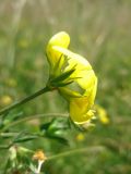 Lotus corniculatus