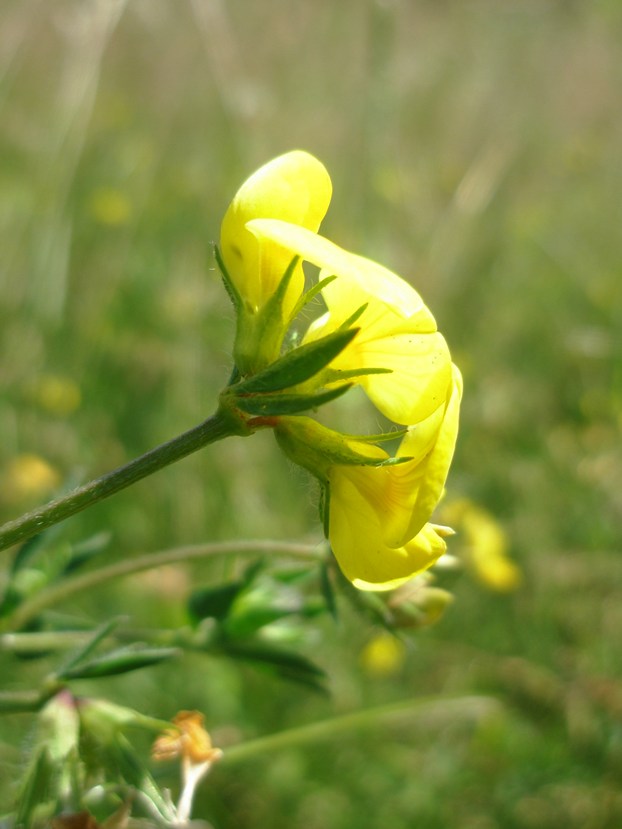 Изображение особи Lotus corniculatus.