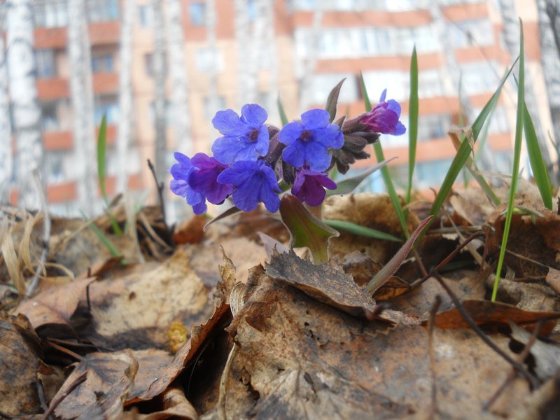 Image of Pulmonaria mollis specimen.