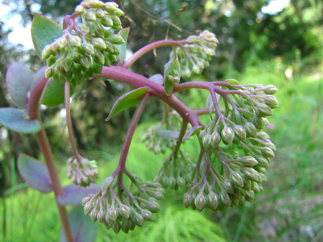 Image of Hylotelephium ruprechtii specimen.