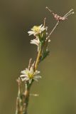 Lactuca saligna