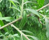 Salix gmelinii. Основания молодых побегов на двулетнем побеге. Ярославская обл., Некоузский р-н, пос. Новый Некоуз, берег р. Ильд. 15.06.2011.
