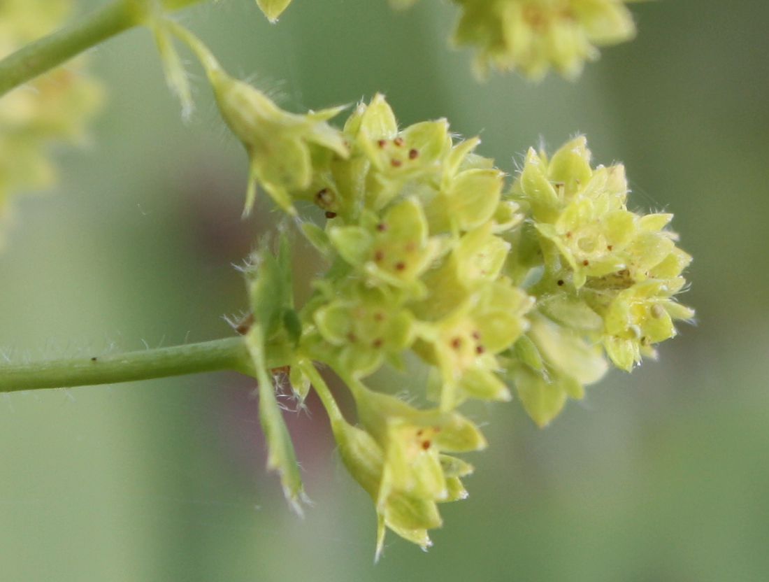 Image of Alchemilla monticola specimen.