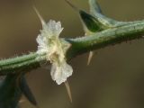 Salsola pontica