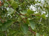 genus Betula
