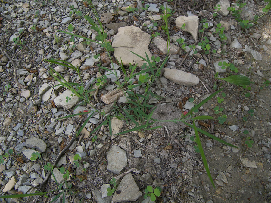 Image of Lathyrus sphaericus specimen.