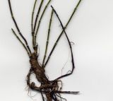Equisetum variegatum. Корневище с основаниями побегов. Курская обл., Железногорский р-н, хвостохранилище МГОКа. 9 сентября 2008 г.