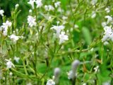 Valeriana officinalis. Часть соцветия. Ярославская обл., Переславский р-н, дер. Кисьма, сырое прибрежье р. Кисьма. 08.07.2011.