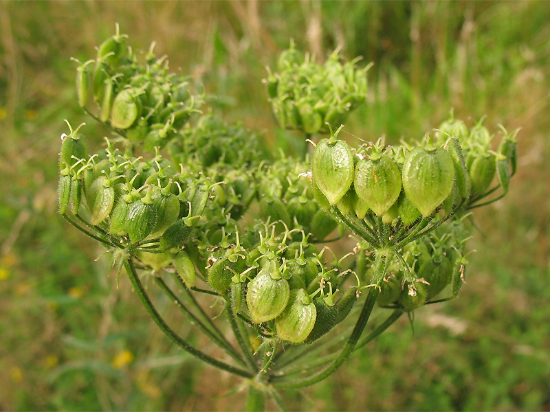 Image of Heracleum sphondylium specimen.