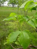 Fraxinus densata