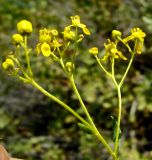 Haplophyllum acutifolium. Соцветие. Копетдаг, Чули. Май 2011 г.