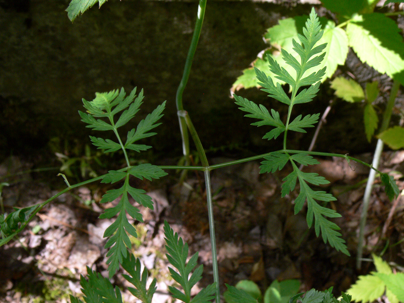 Image of Conioselinum tataricum specimen.