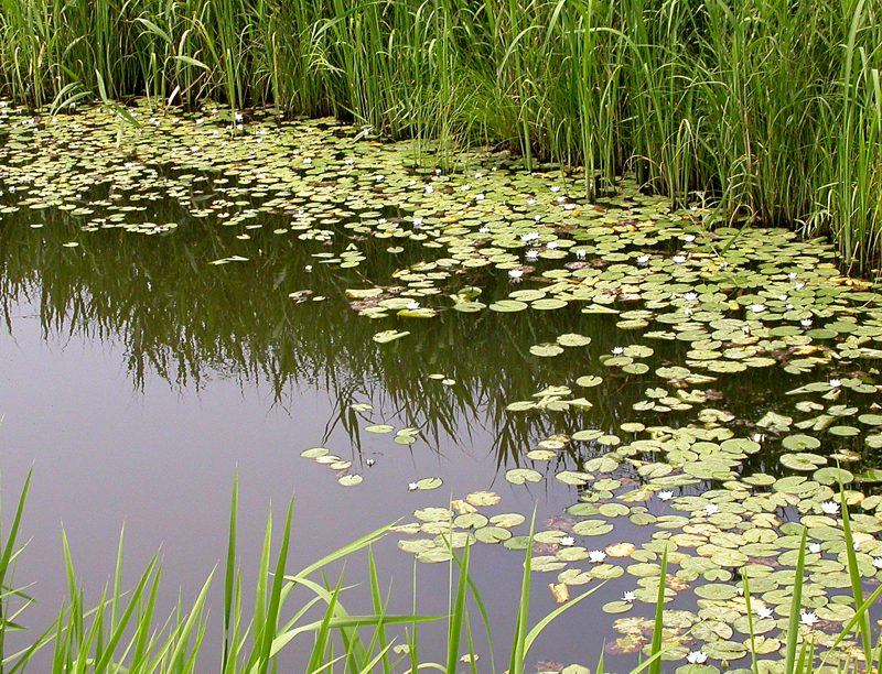 Изображение особи Nymphaea tetragona.