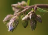 Polemonium caeruleum