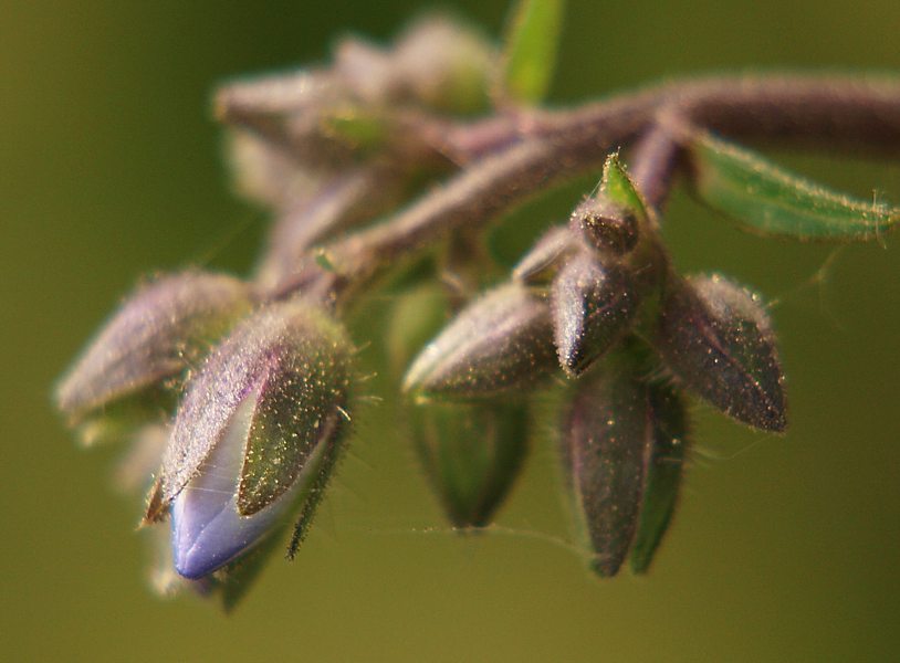 Изображение особи Polemonium caeruleum.
