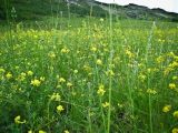 Medicago falcata