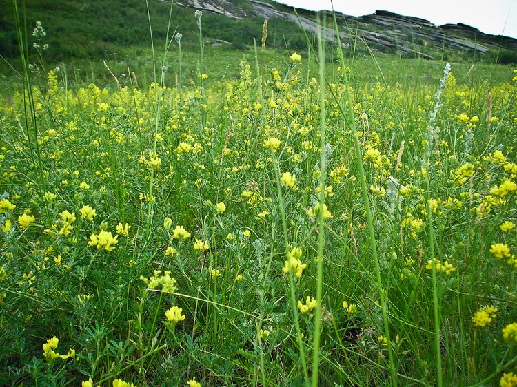 Изображение особи Medicago falcata.