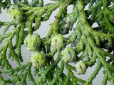 Chamaecyparis lawsoniana. Часть ветки с невызревшими шишечками. Германия, Кемпен, в культуре. 13.05.2012.