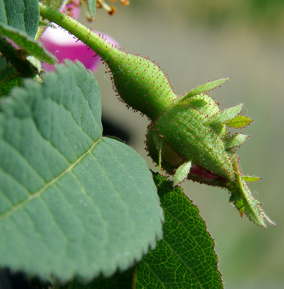 Image of Rosa gallica specimen.