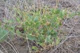 Erodium ciconium