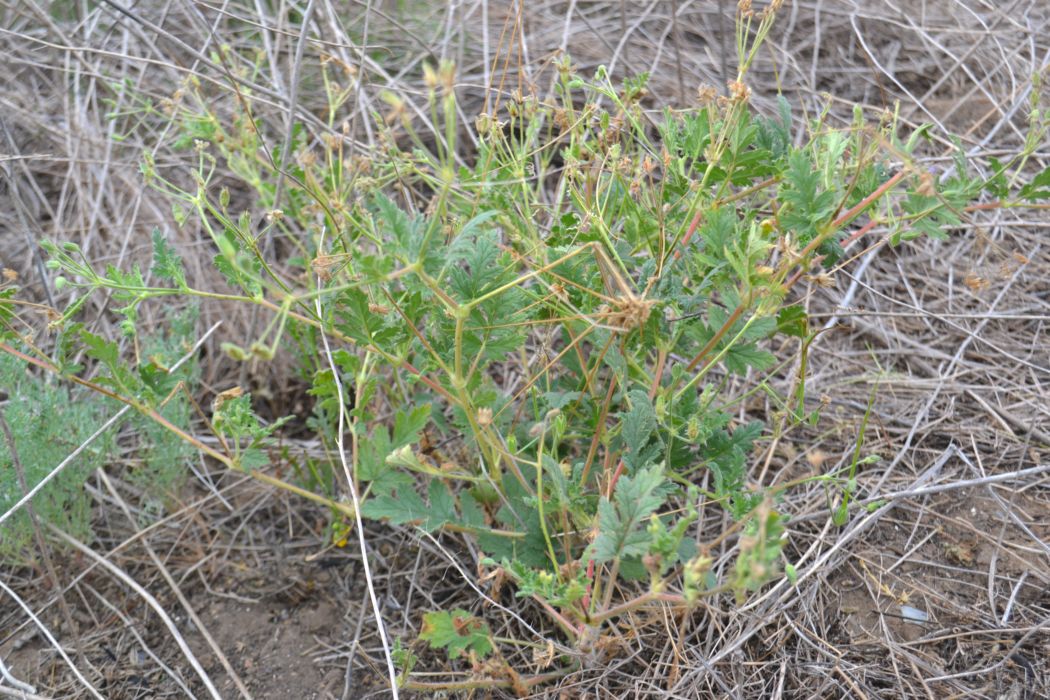 Изображение особи Erodium ciconium.