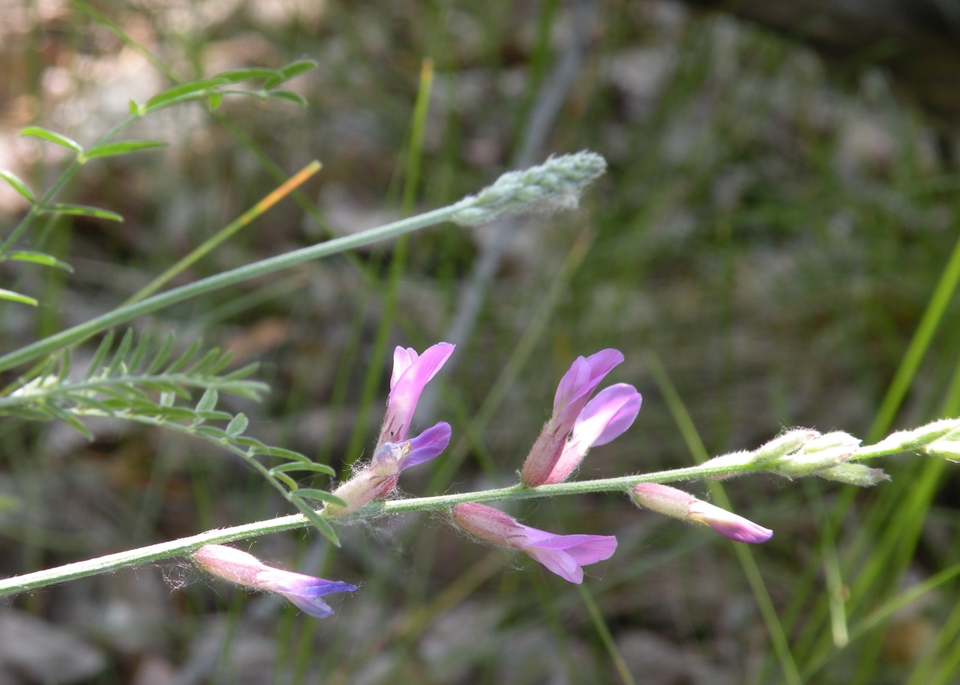 Изображение особи Astragalus varius.