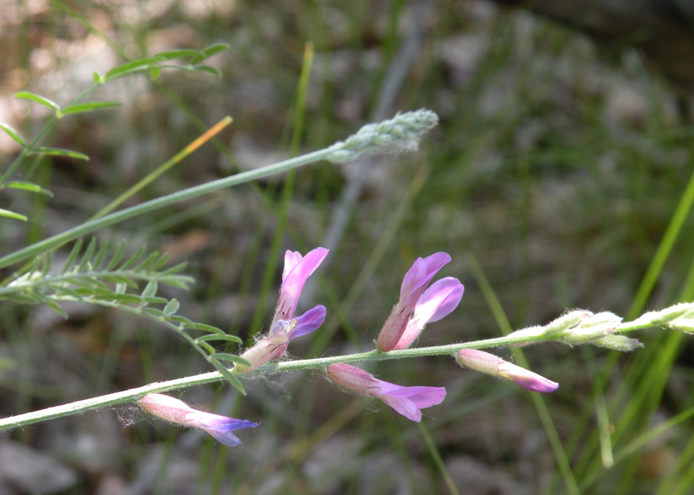 Image of Astragalus varius specimen.