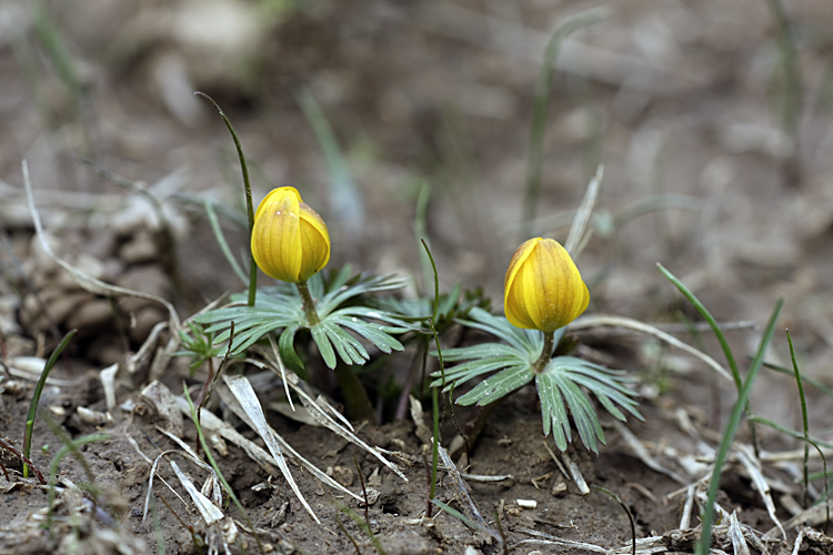 Image of Eranthis longistipitata specimen.