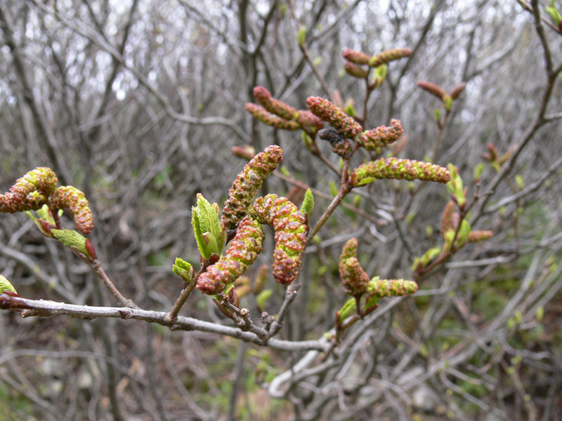 Image of Duschekia alnobetula specimen.