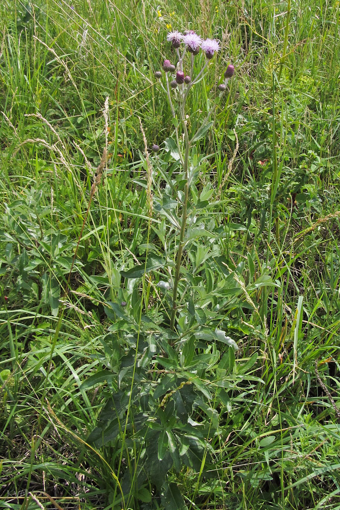 Image of Cirsium incanum specimen.