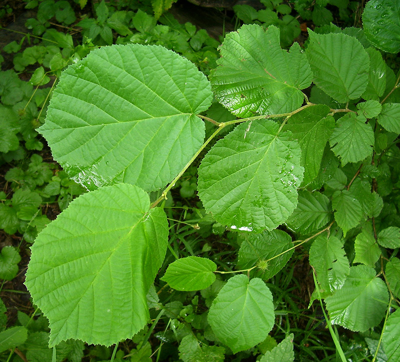 Image of Corylus avellana specimen.