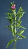 Epilobium hirsutum