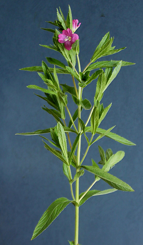 Изображение особи Epilobium hirsutum.