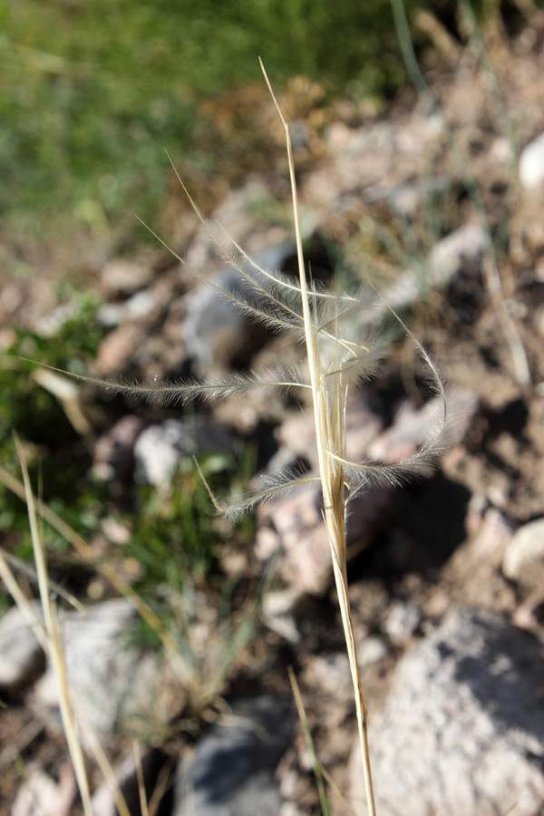 Изображение особи Stipa caucasica.