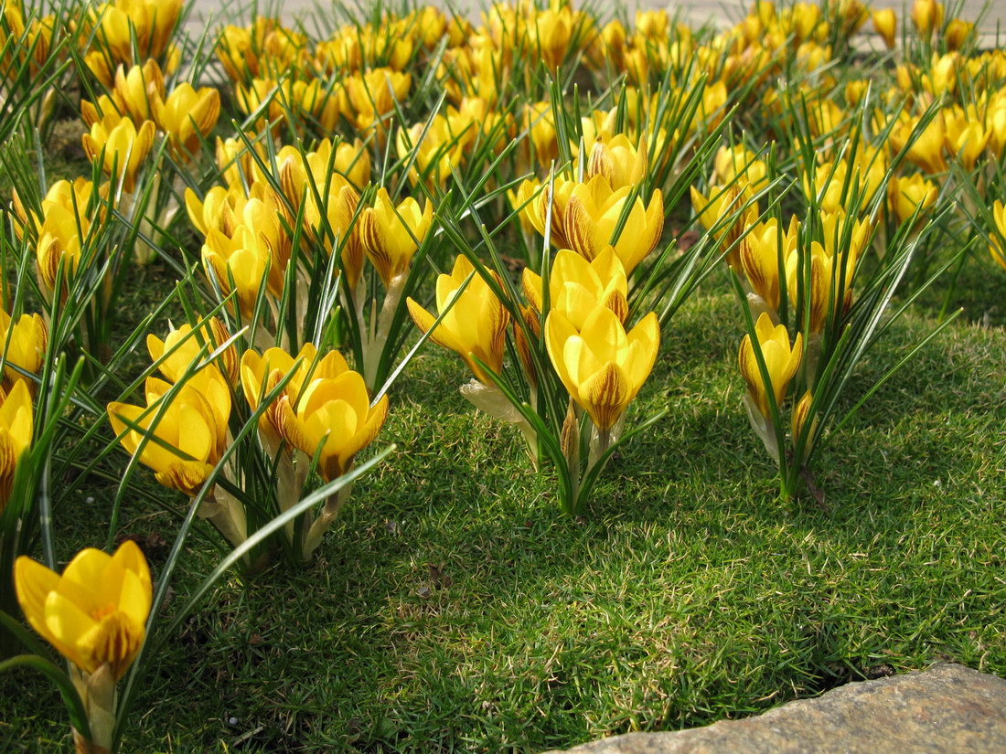 Изображение особи Crocus chrysanthus.