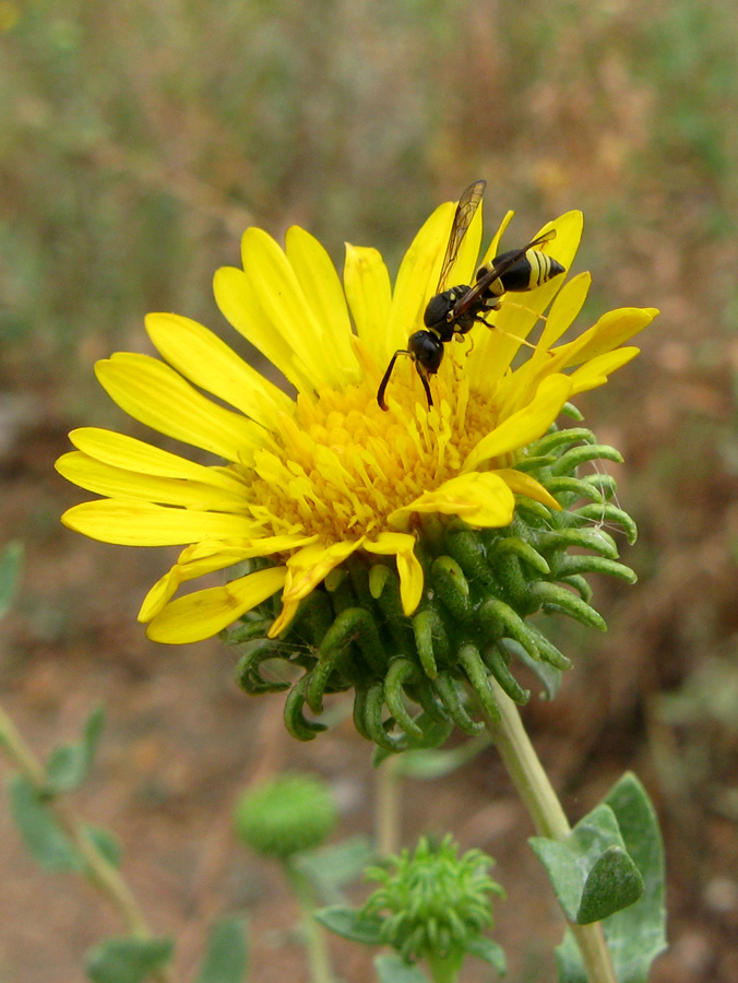 Изображение особи Grindelia squarrosa.