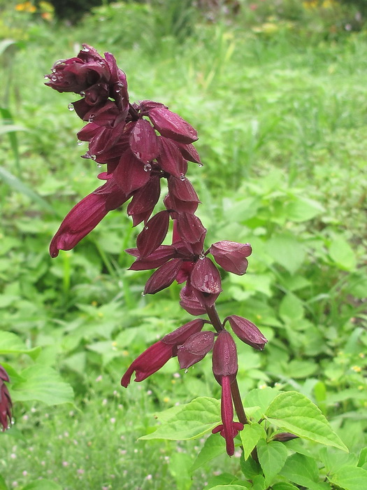 Image of Salvia splendens specimen.