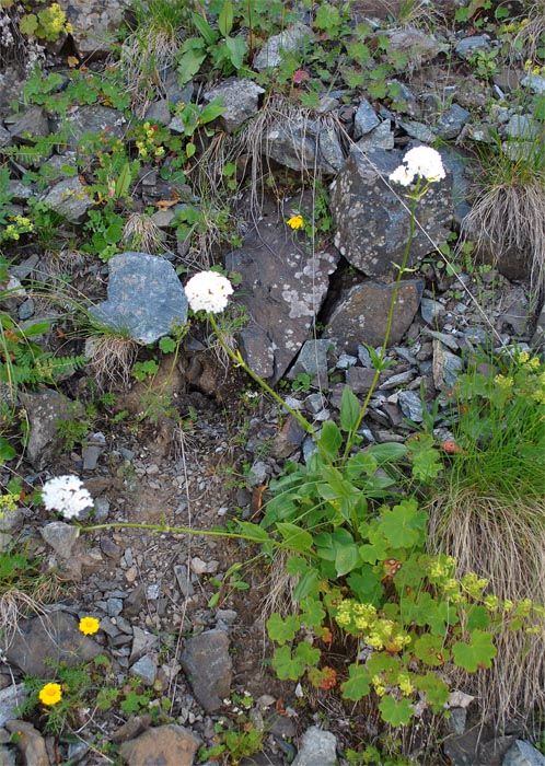 Image of Valeriana alpestris specimen.