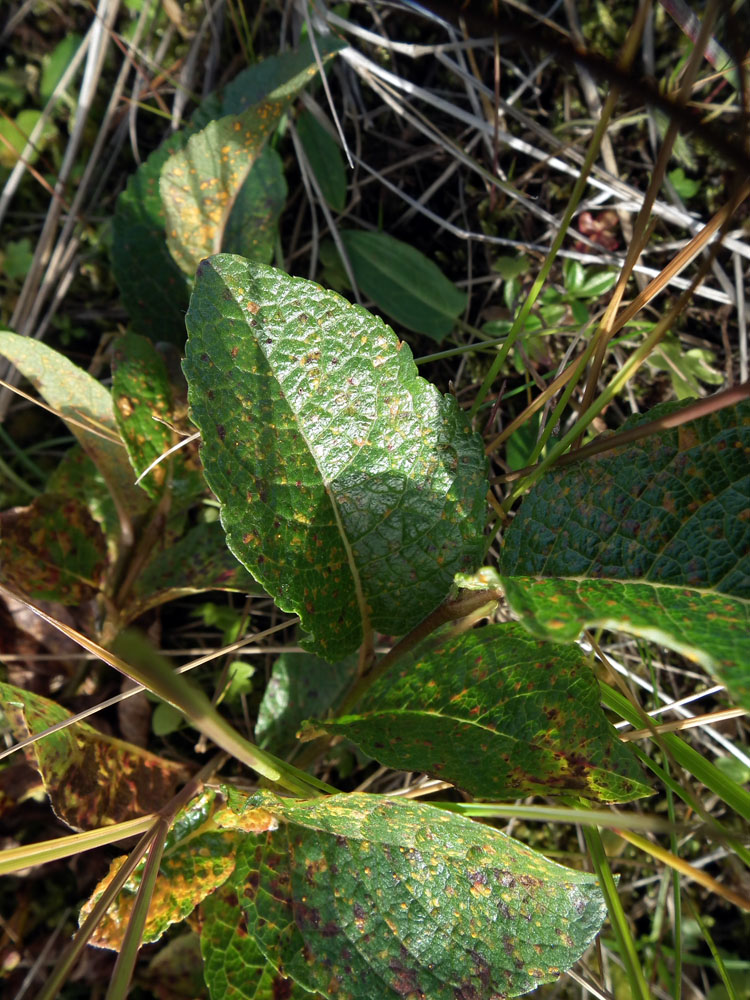 Изображение особи Salix hastata.