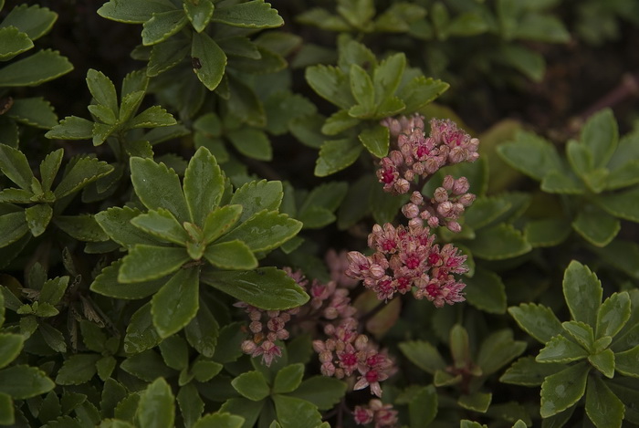 Image of Sedum spurium specimen.