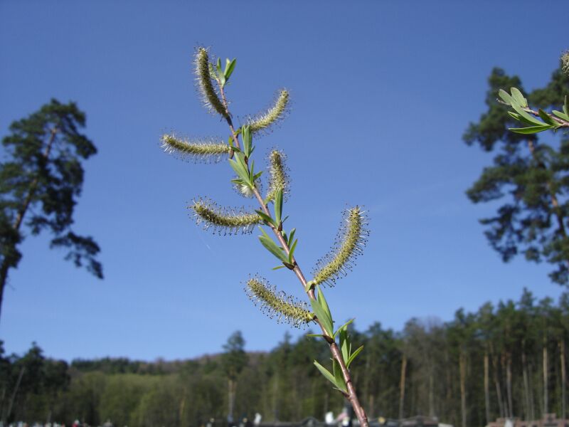 Image of Salix purpurea specimen.