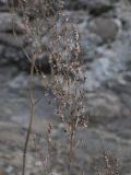 Rumex tuberosus подвид horizontalis. Соплодие. Азербайджан, Лерикский р-н, окр. пос. Госмальян. 18.09.2012.