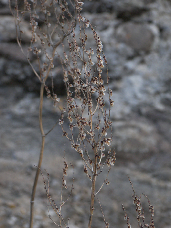 Изображение особи Rumex tuberosus ssp. horizontalis.