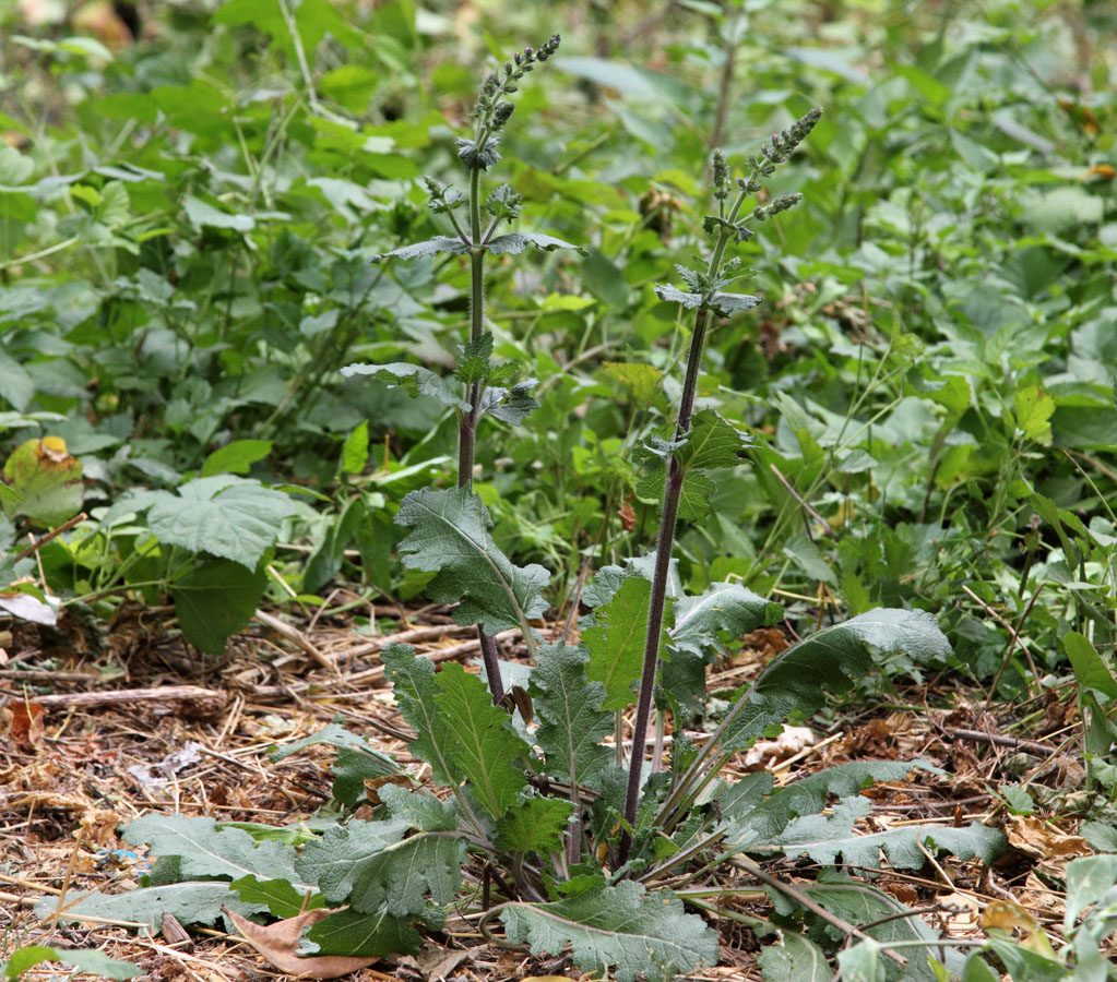Изображение особи Salvia verbenaca.