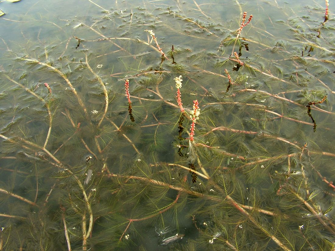 Image of Myriophyllum spicatum specimen.